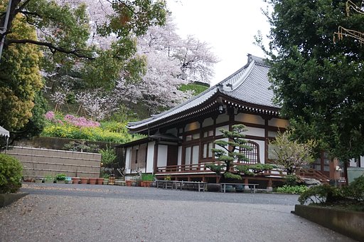 sakura