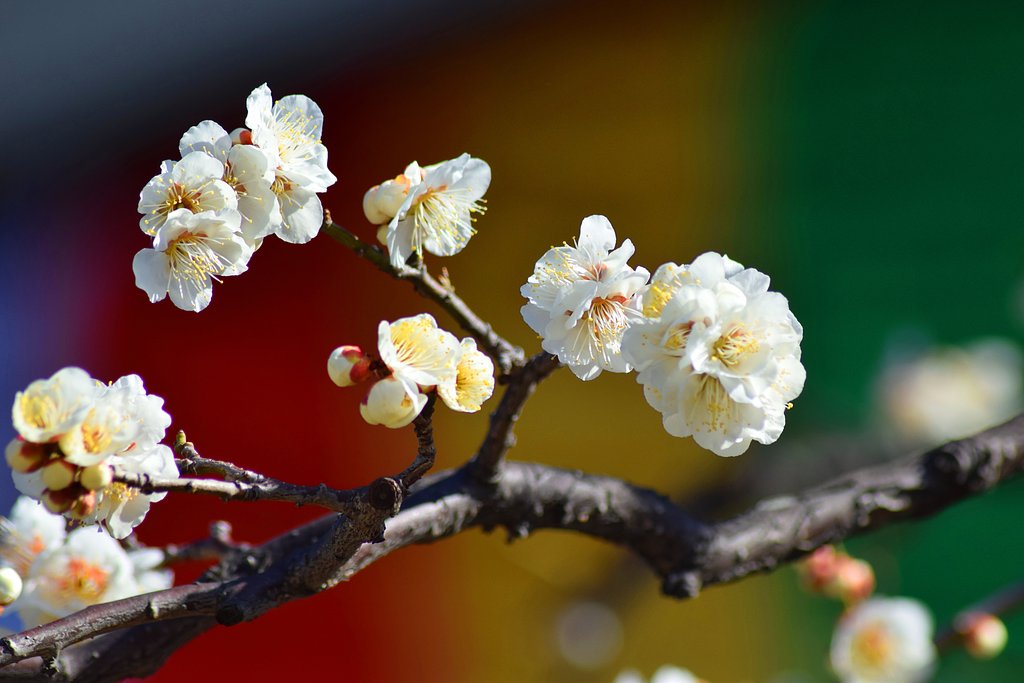 大師の梅