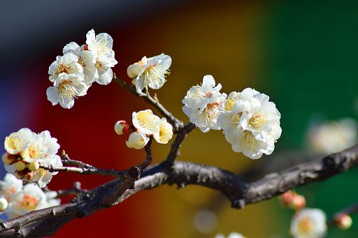 大師の梅