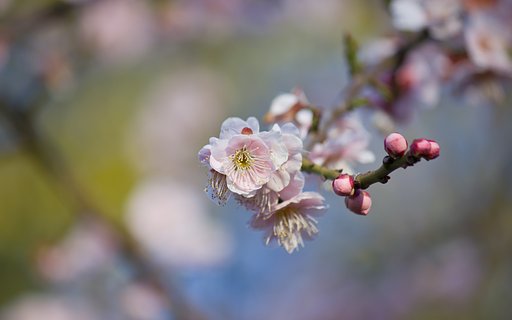 大阪城の梅