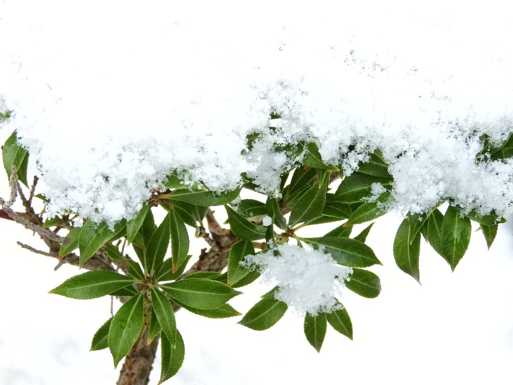 今朝の雪