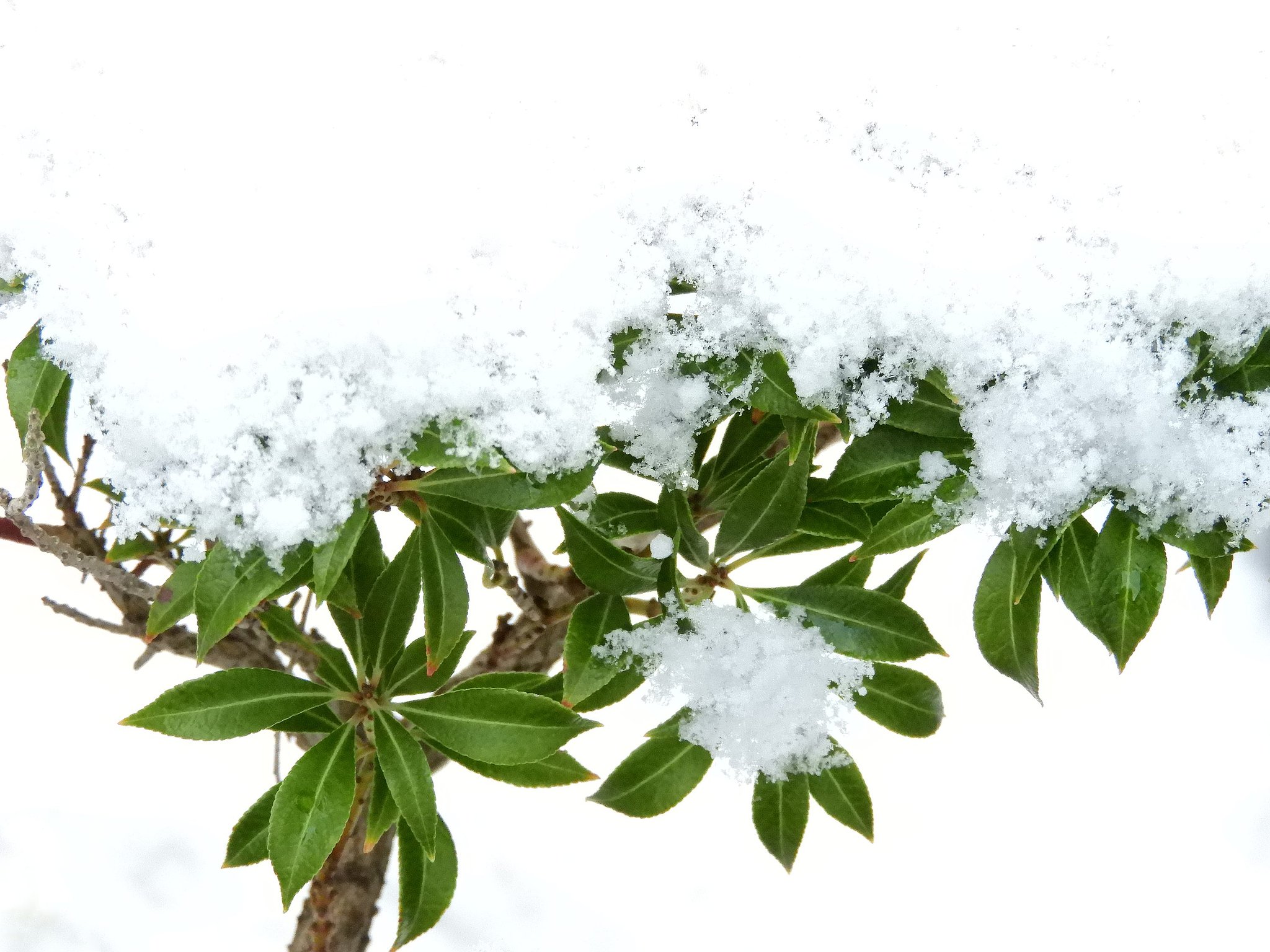 今朝の雪