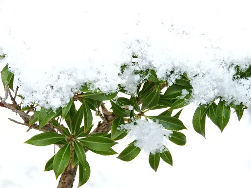 今朝の雪