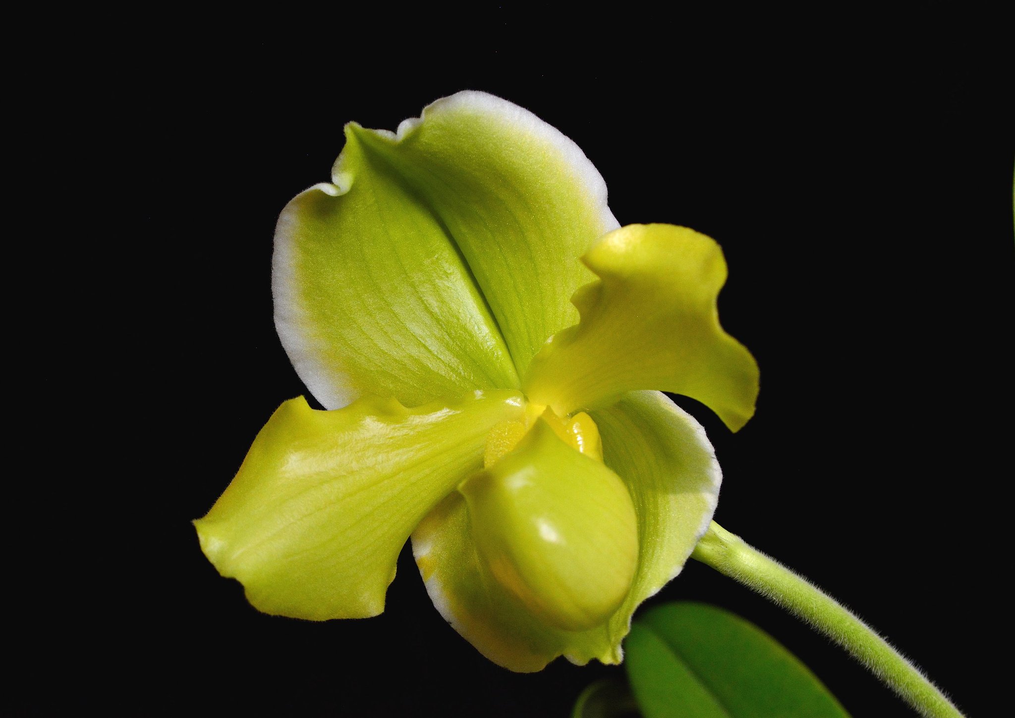 Paphiopedilum 699