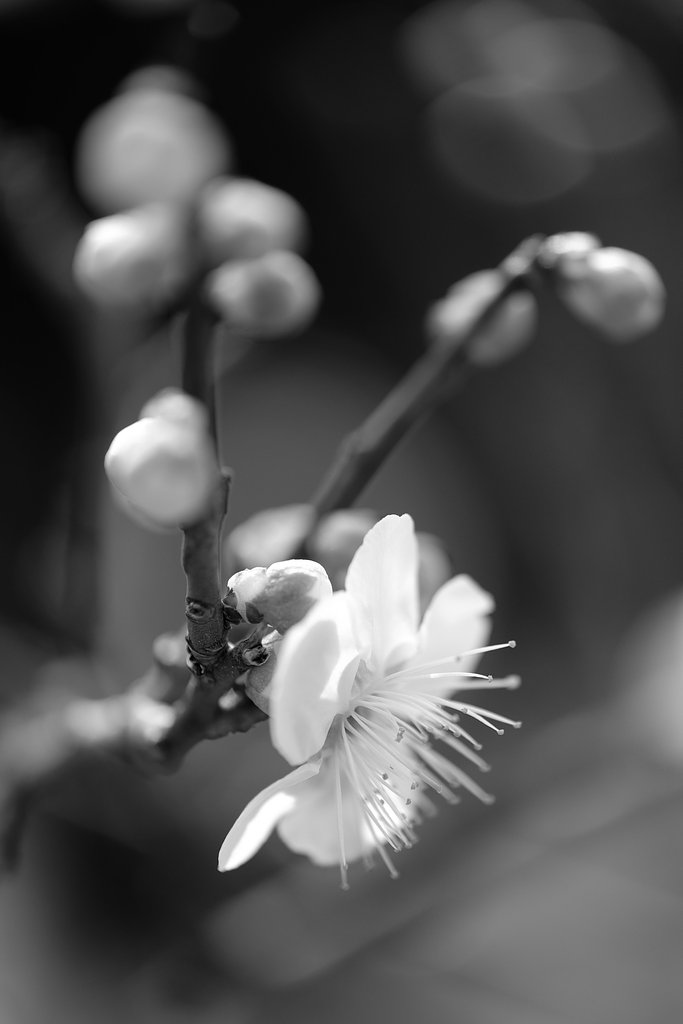 白梅