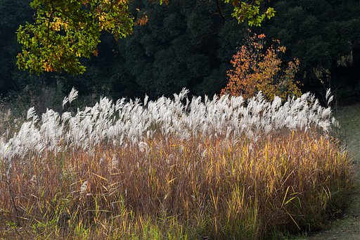 昭和記念公園の紅葉