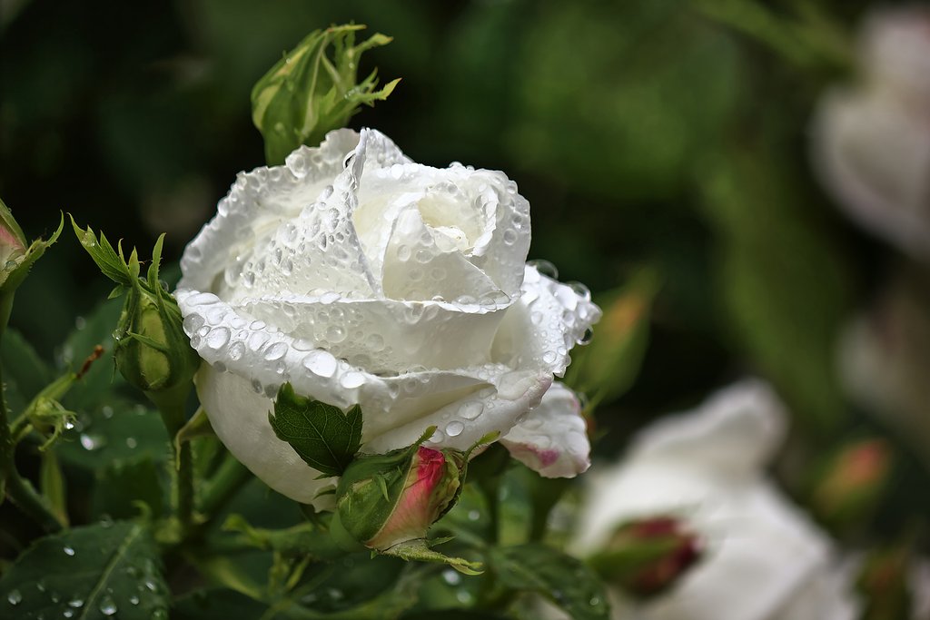 【白】薔薇の雫