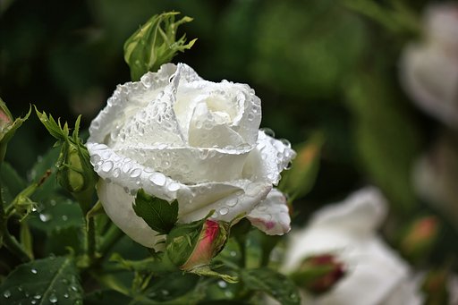 5月10日の写真