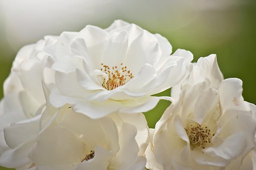 【白】薔薇「アイスバーグ」