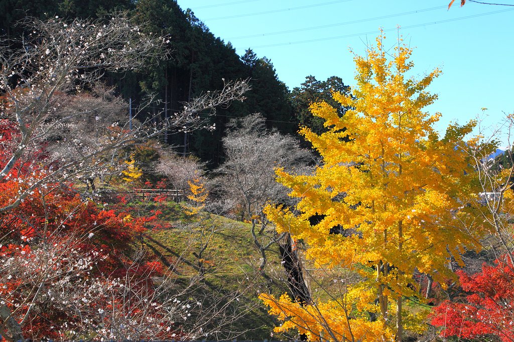 四季桜