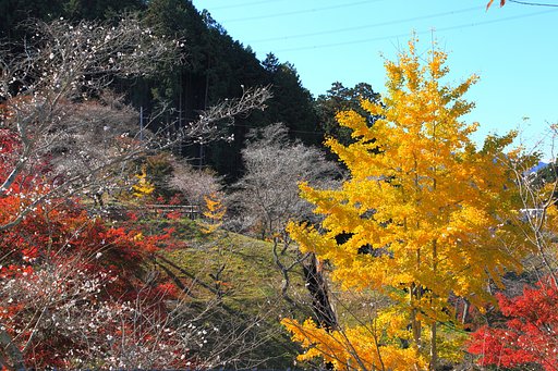 四季桜