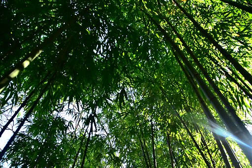 am7:15の竹林。