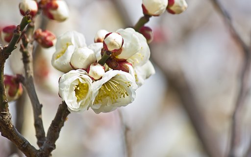 赤い額の【白】梅