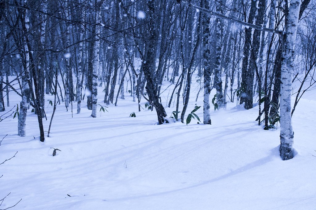 雪と影と白樺と