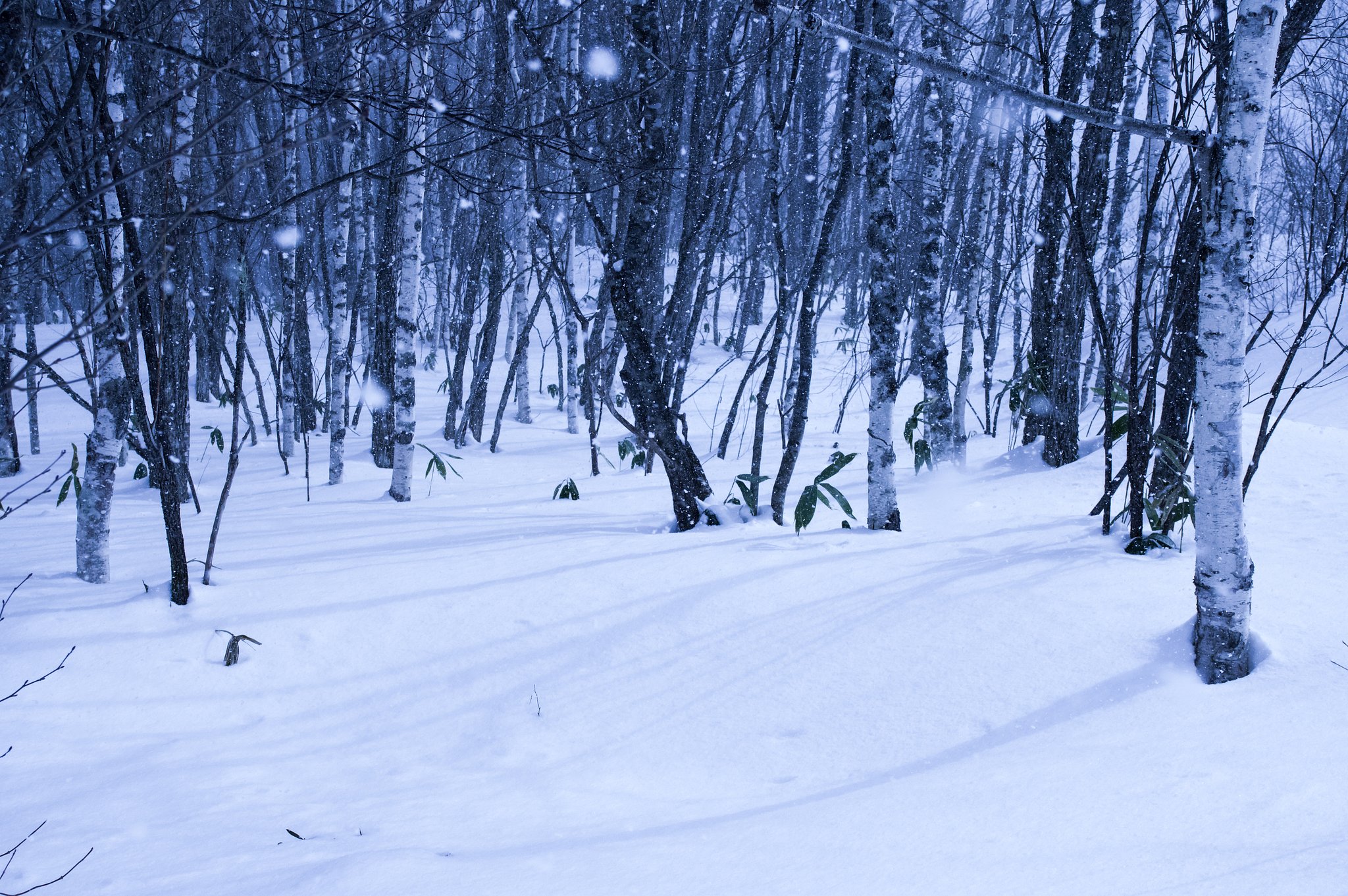 雪と影と白樺と