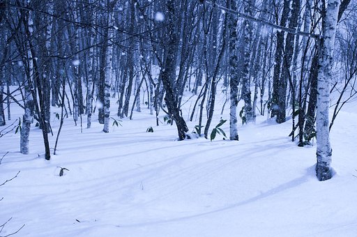 雪と影と白樺と