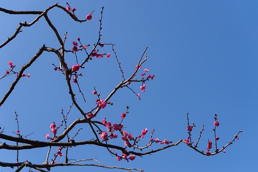 紅梅２