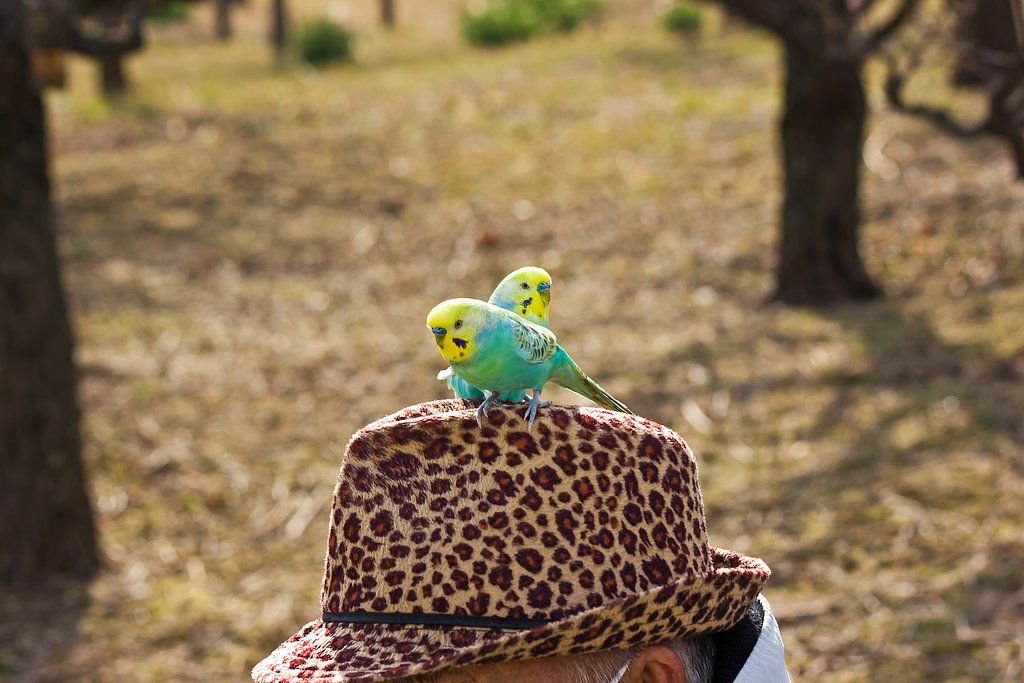 梅見のインコ
