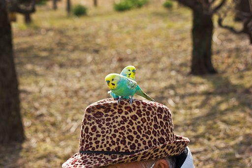 梅見のインコ