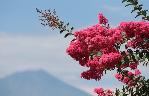 岩手山と百日紅