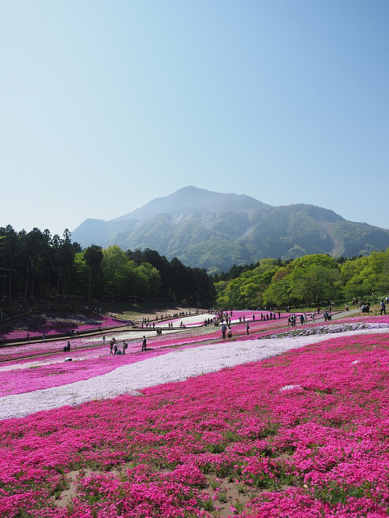 芝桜の丘