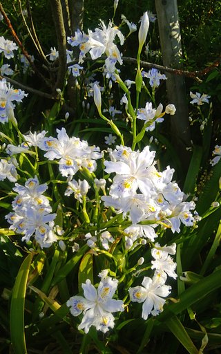 【桜花】シャガの午後