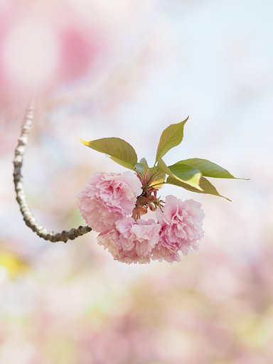 ゆめざくら
