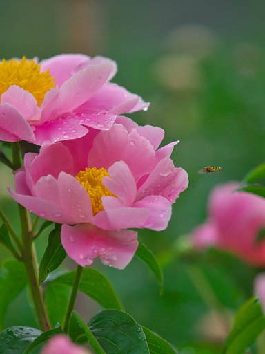芍薬