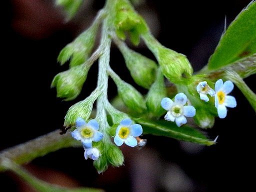 【散歩】途中の野草　２
