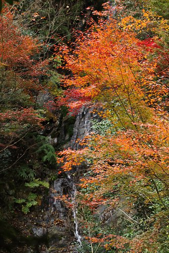 三瀧寺名物　一の滝