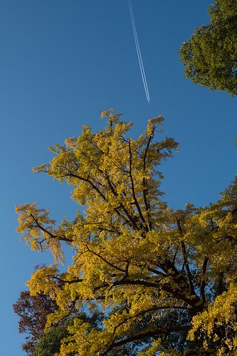 飛行機雲
