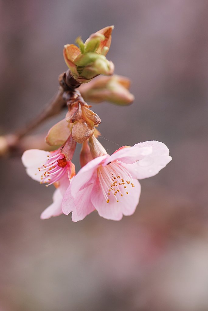 河津桜