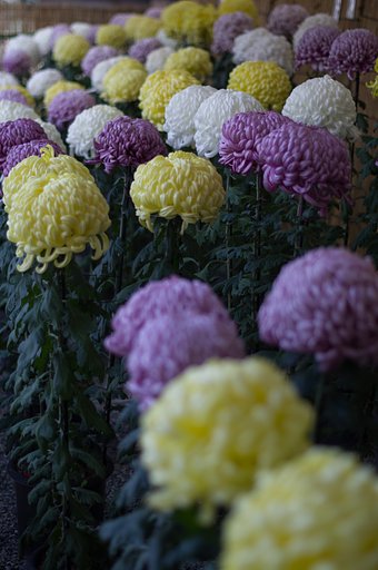 菊花展