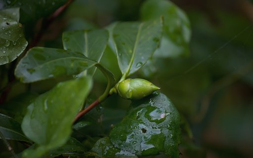 椿の蕾