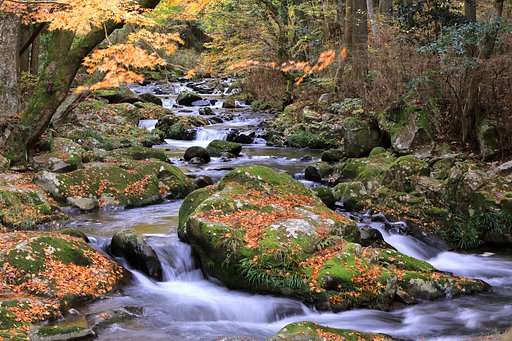 三河の渓流