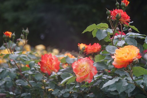 砧公園にて