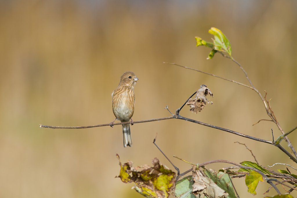 ベニマシコ♀