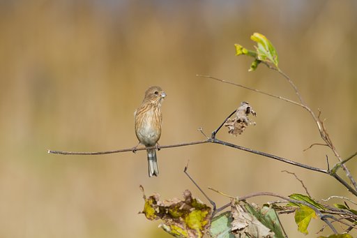 ベニマシコ♀