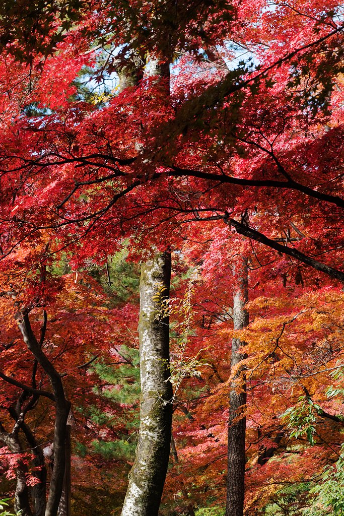 紅い世界