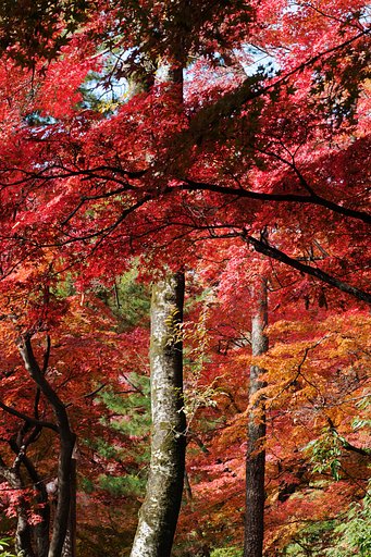 紅い世界
