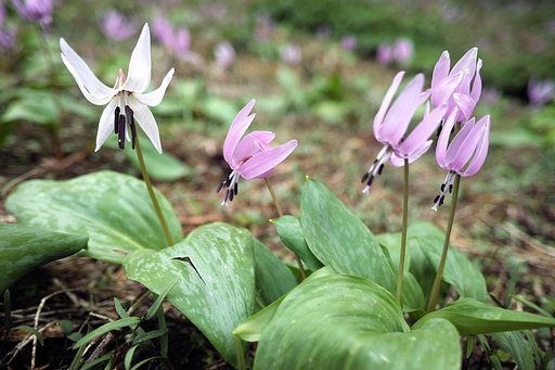 白花カタクリ