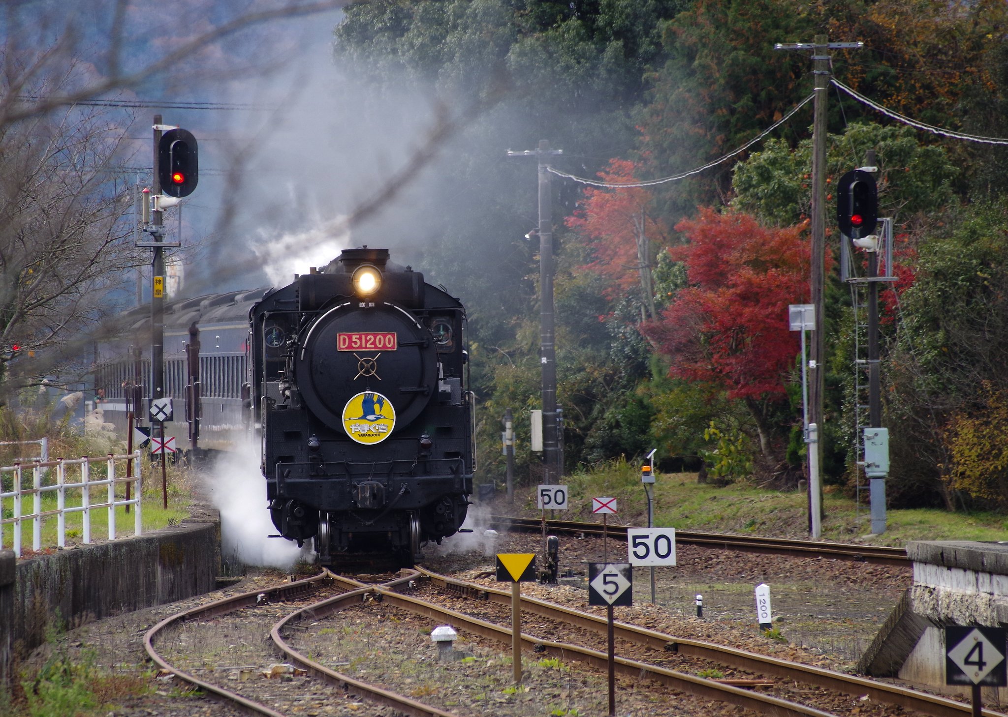 D51
