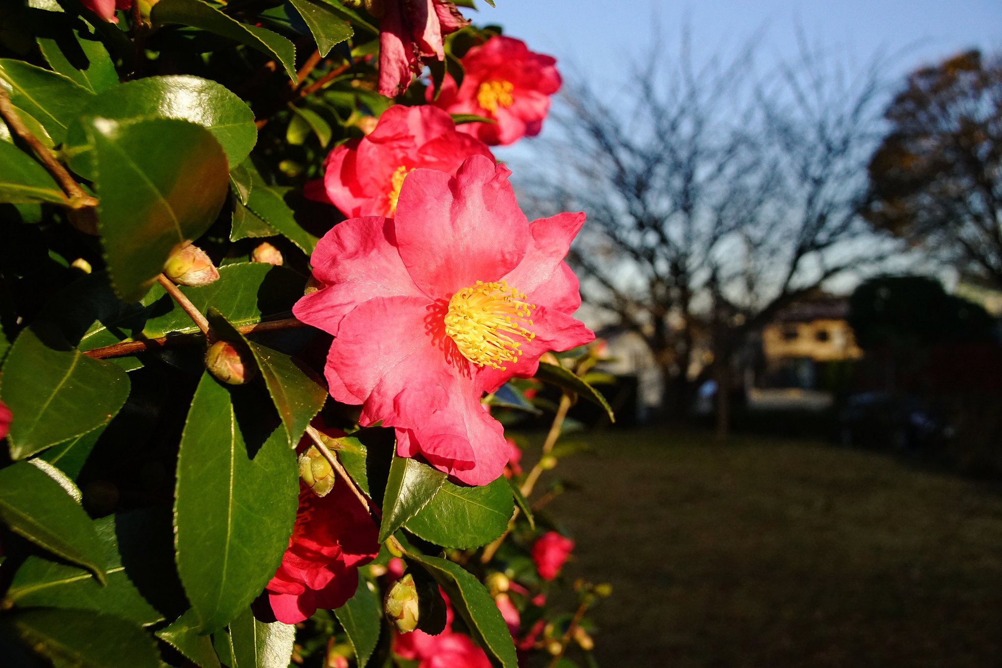 夕日を浴びる山茶花