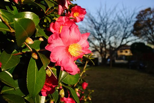 夕日を浴びる山茶花