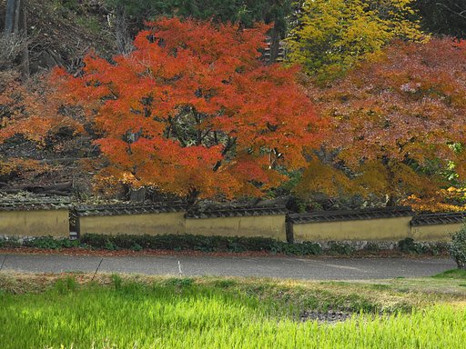 土塀の晩秋