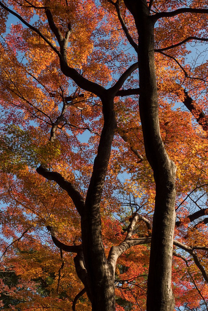 紅い羽衣