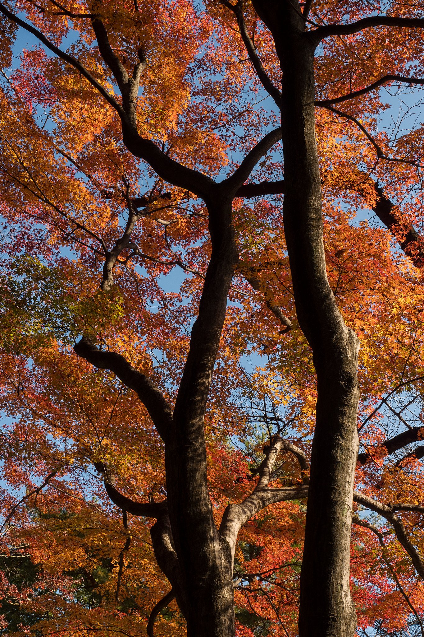 紅い羽衣