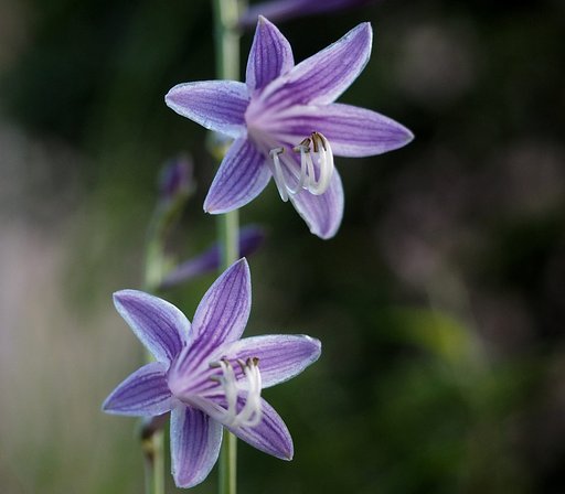 ギボウシ　花