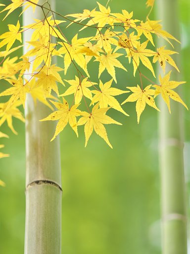竹林にて