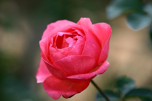 そろそろ薔薇も？
